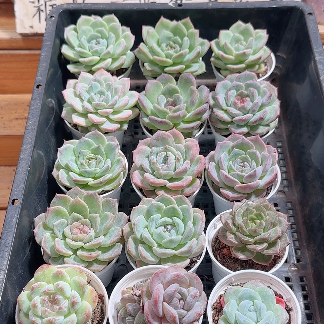 多肉框拍1006--82