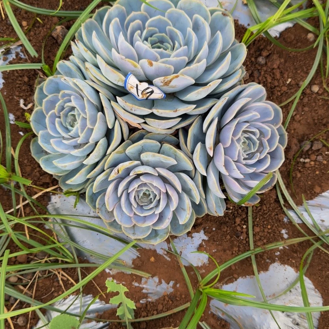 陈***陈菲 娜 一颗 不包损19号