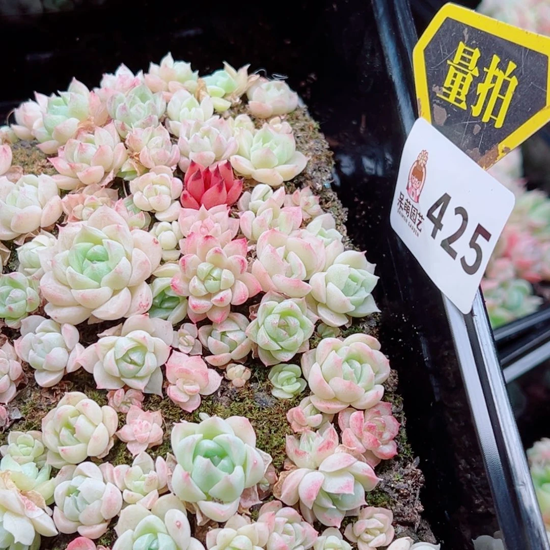 多肉植物多肉植物
