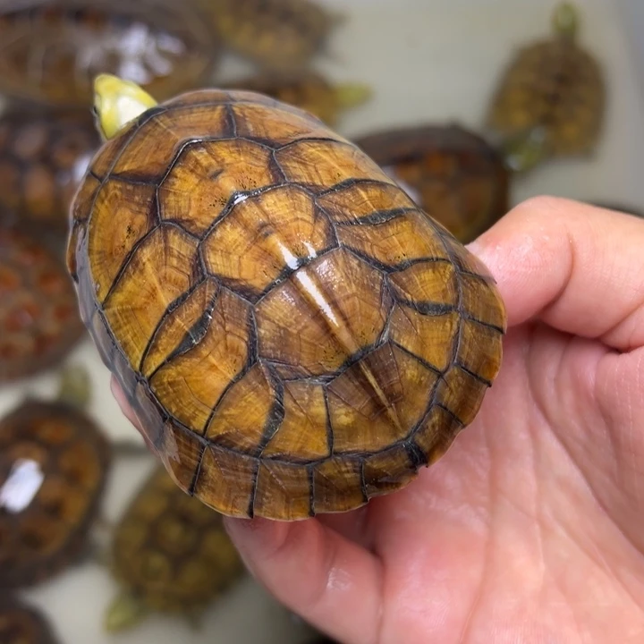 没***母绿毛龟小青龟龟