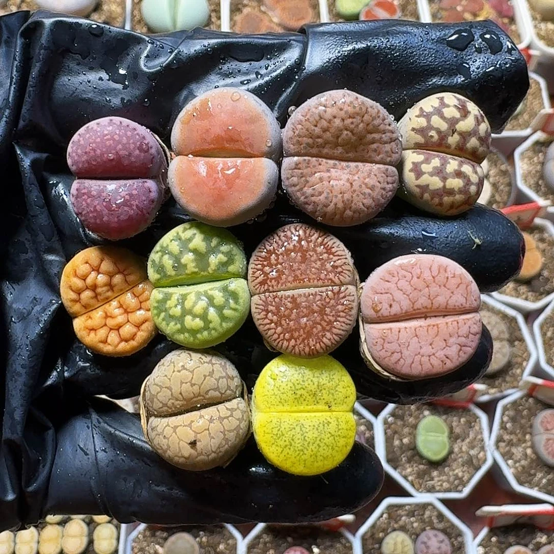 生石花等植物112211。   209