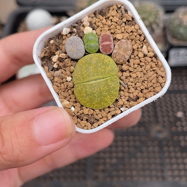 869小脚丫 生石花植物