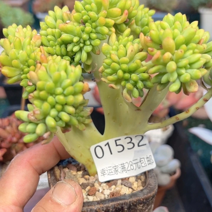 幸运的是我的朋友们