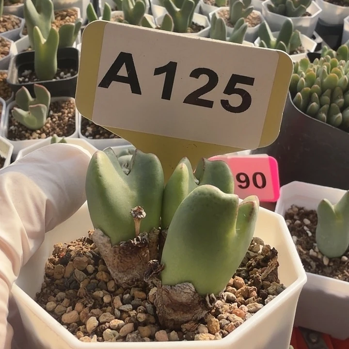 ʚ****125会比较艰难姐姐呢