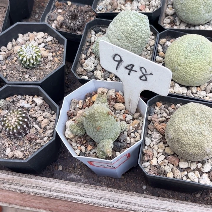 爆***巫948实生凝蹄玉好养皮实