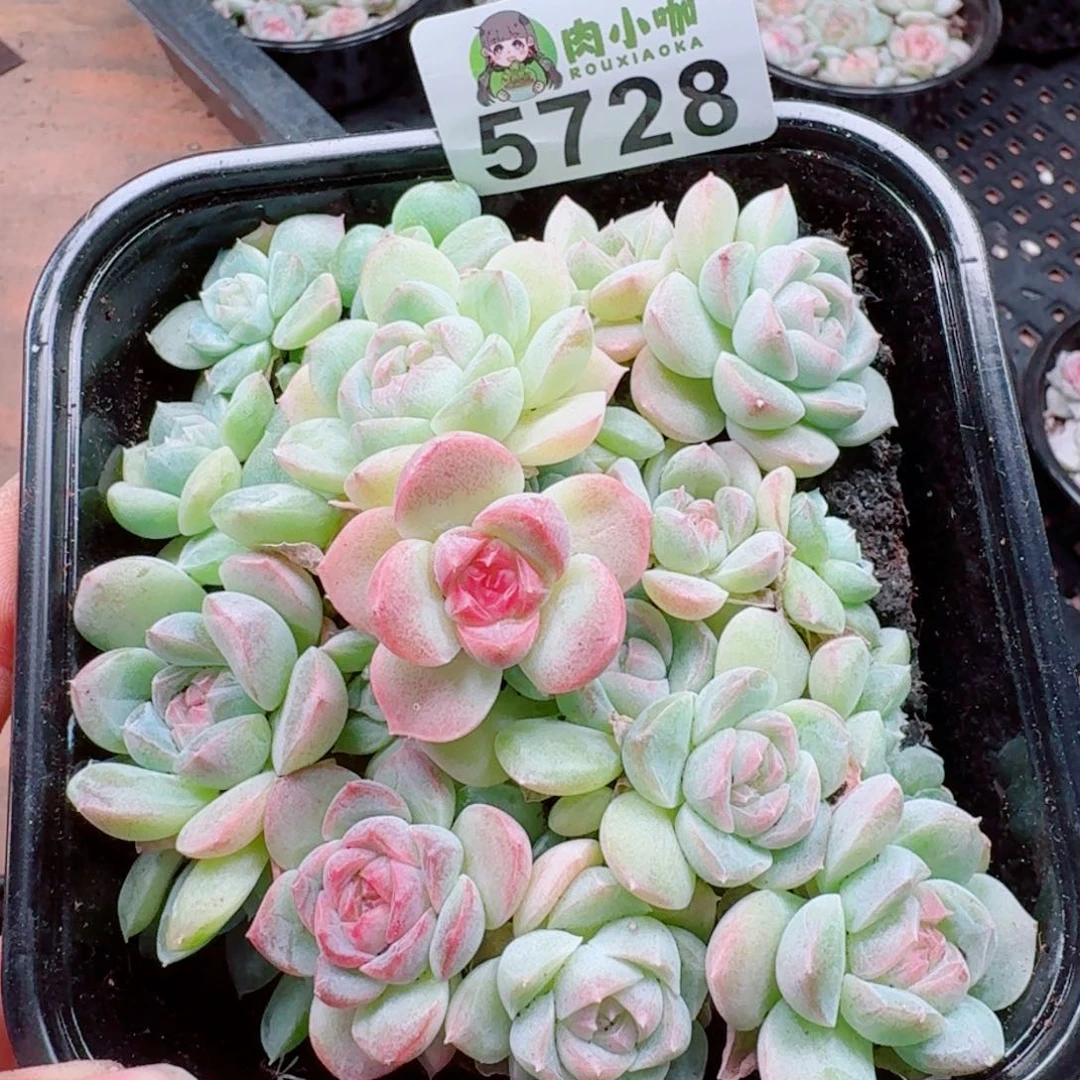 多肉植物多肉植物
