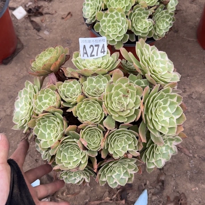水蜜桃……多肉植物……