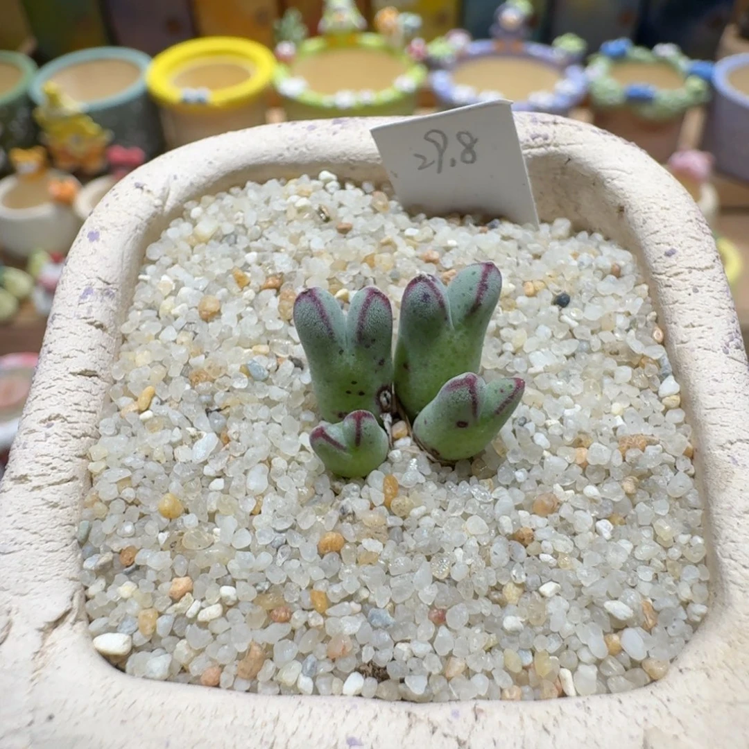 蘑菇1262猪蹄多肉植物