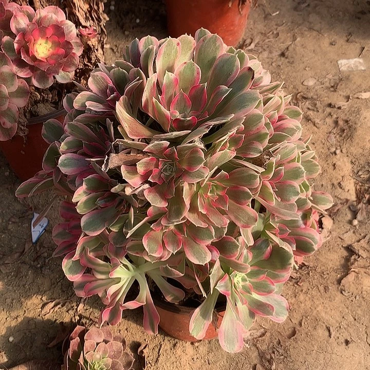 男神多肉植物多肉5