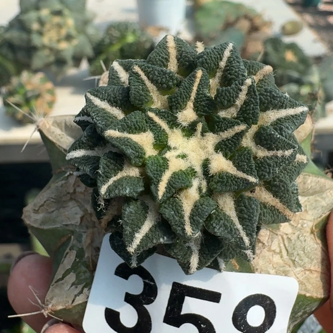 【闪购商品】无花朵颗粒大尤黑358