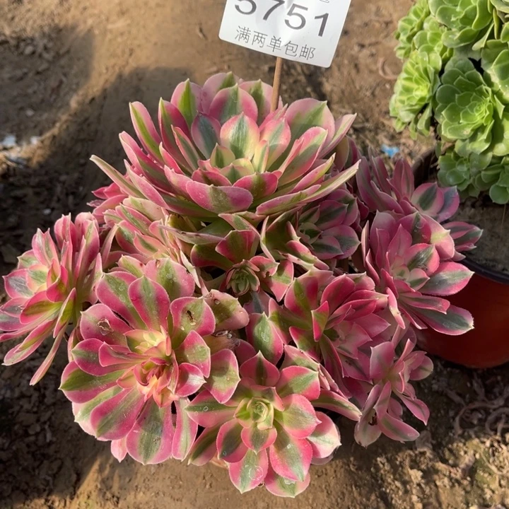 5751女巫的人多肉的