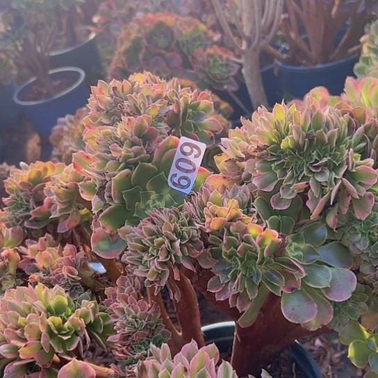 友***＜多肉植物一个香非追