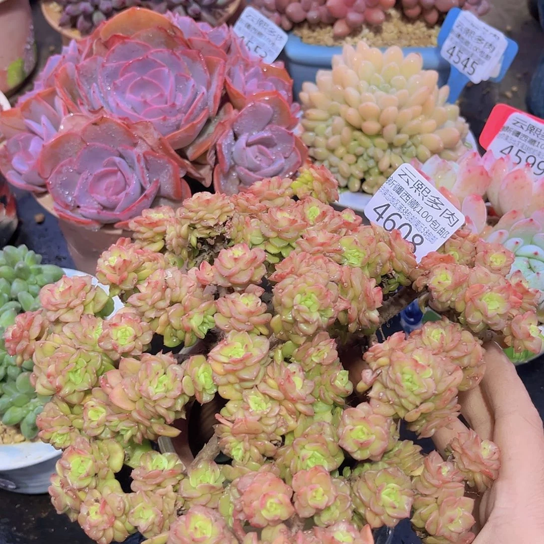 4608蜡牡丹多肉植物