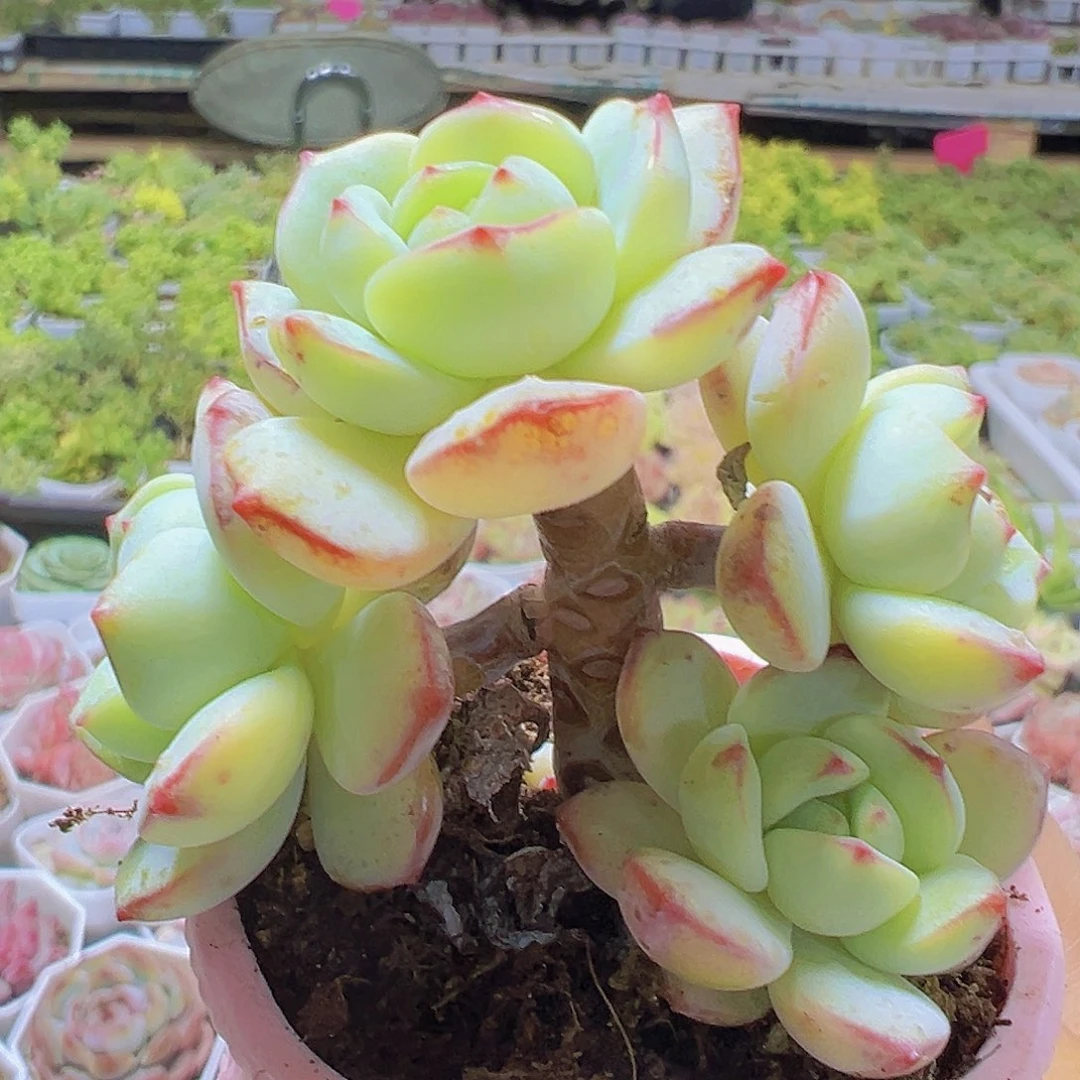 香草老桩19包邮多肉植物