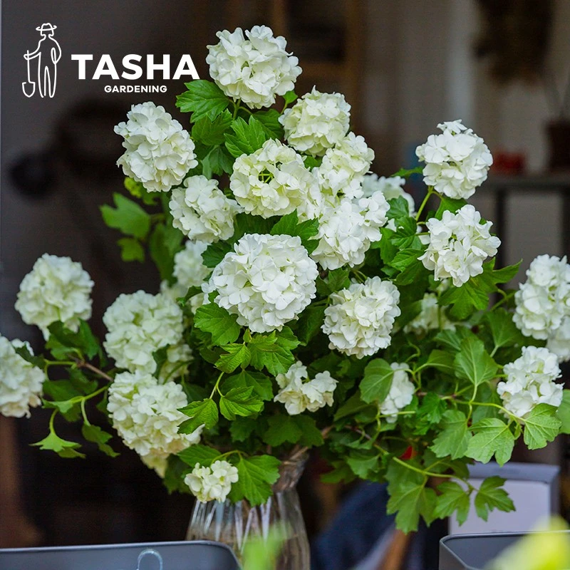 塔莎的花园欧洲木绣球小苗盆栽庭院阳台露台种植修剪养护
