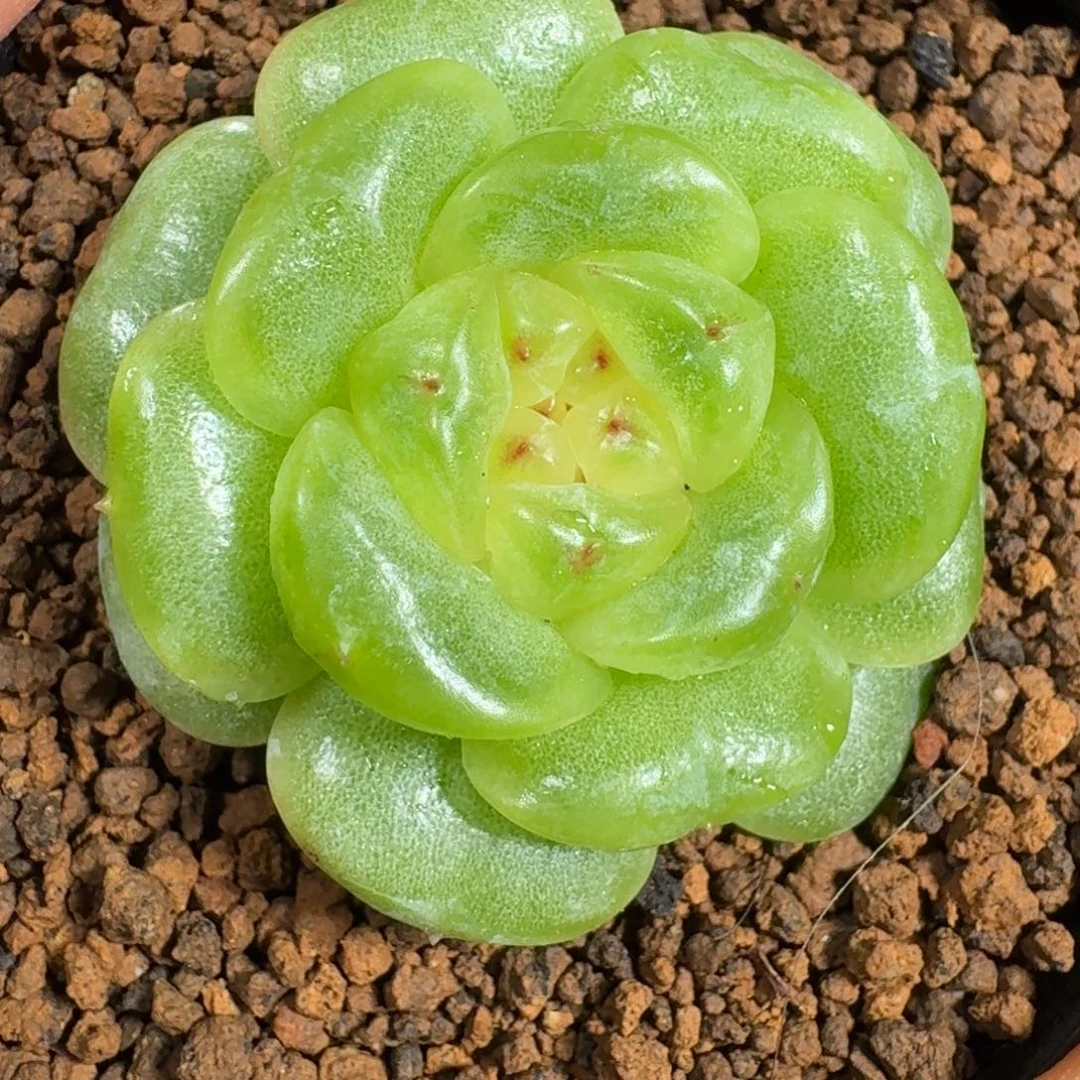 0924-59-欧若拉单头