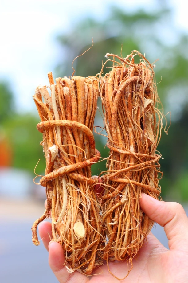 正宗生晒五指毛桃客家特产地道煲汤用料