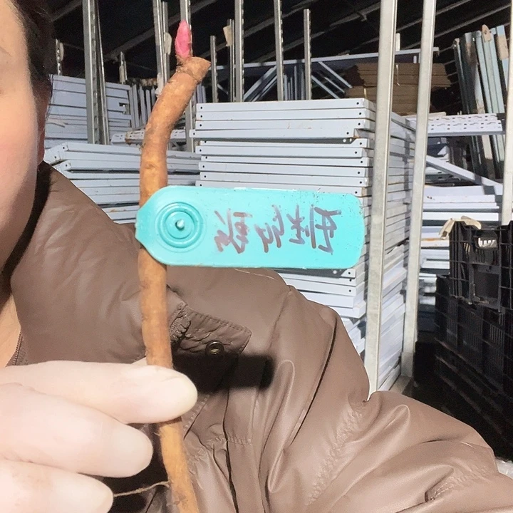 当前无花栽培后可以开花维多利亚