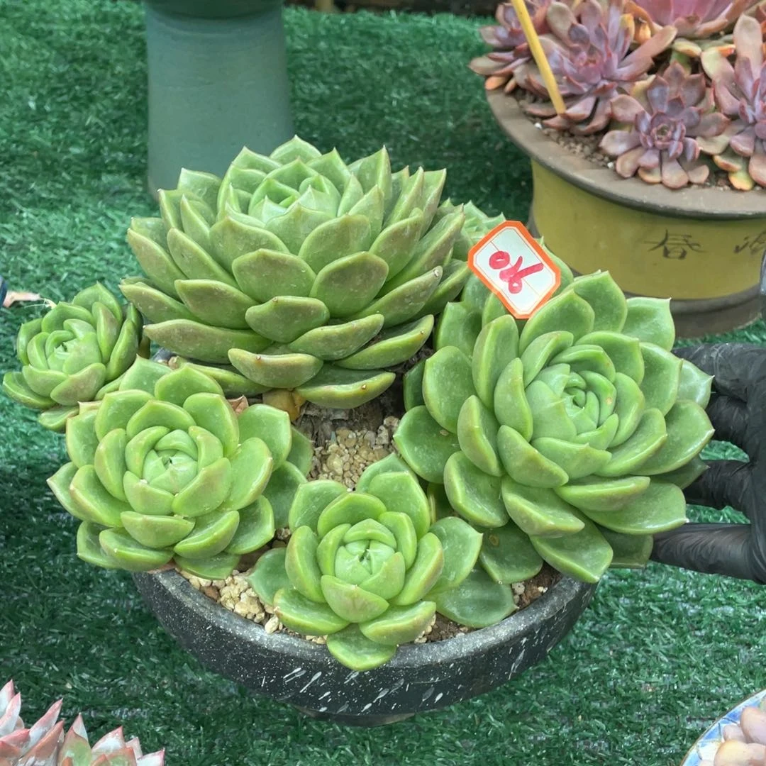 026 一物一拍28包邮非偏远