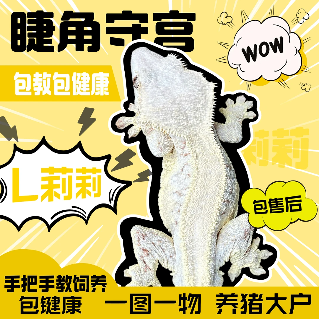 睫角守宫爬宠活体温顺可爱宠物（包饲养套餐）