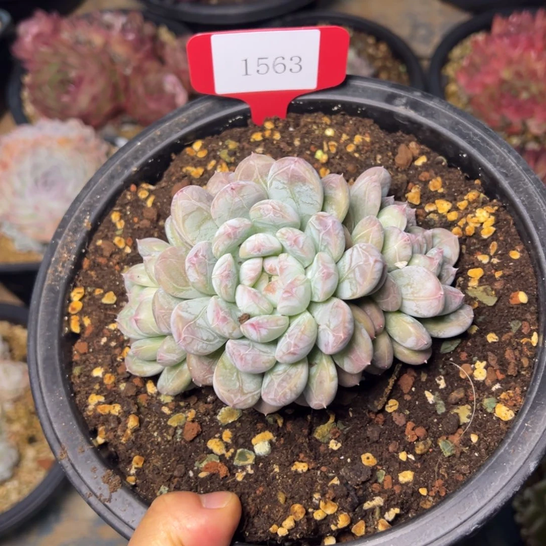 邹1563肉多么多么多哦