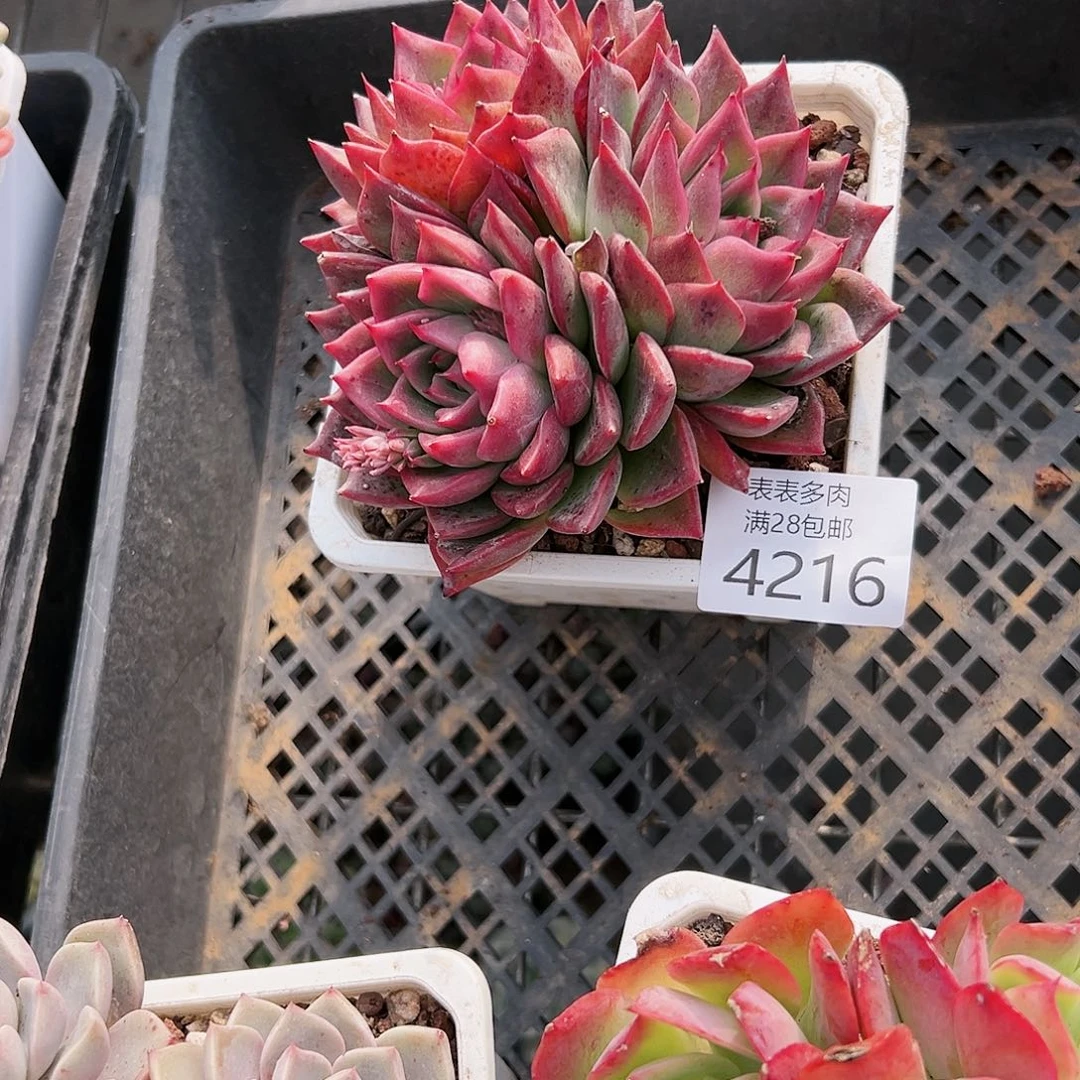 9号H***o我们的确是4216