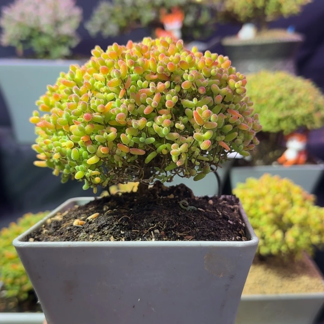 dy1312精控蜜橘直杆蘑菇头冠幅10cm