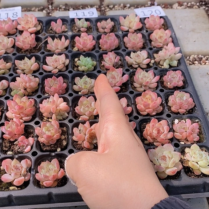 119-120 多肉植物盆栽花卉
