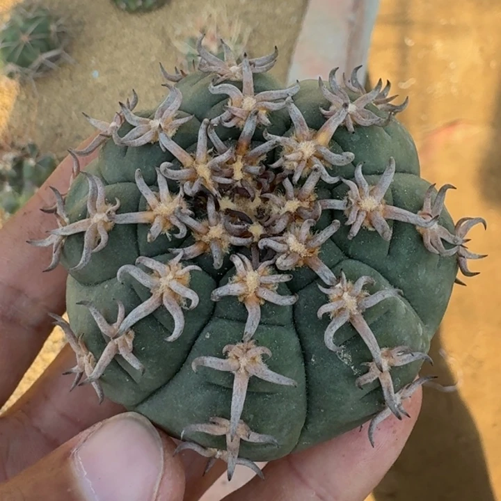 中场福利随单65555555555