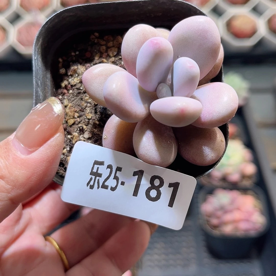 乐25-181 桃蛋单头