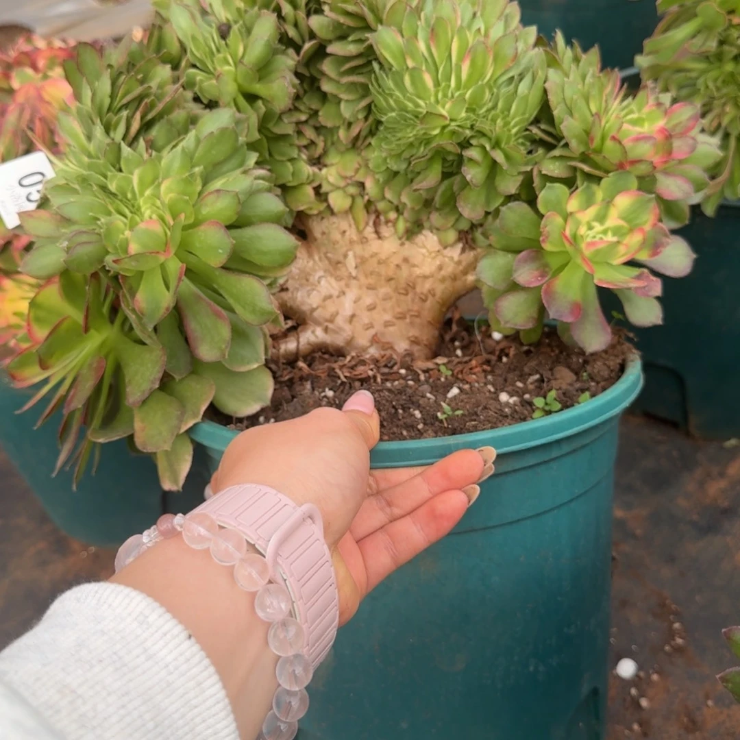 嗨****54海王缀化多肉植物满28包邮