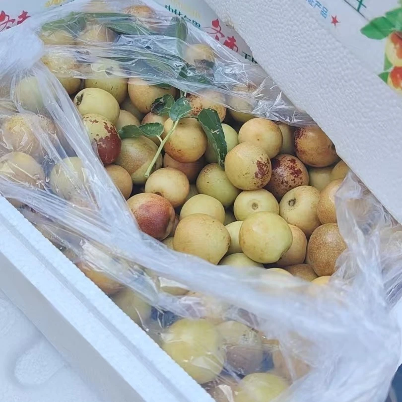 新疆冬枣脆甜可口新疆维吾尔自治区