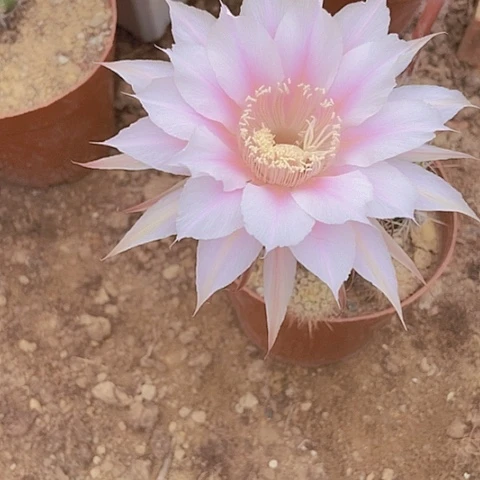 O**饕仙人掌彩草B2 39