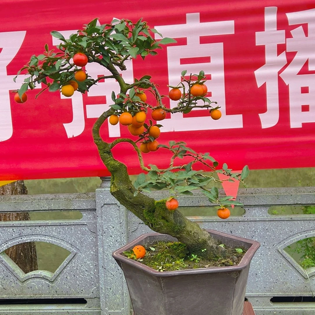 无花朵嫁接金弹子