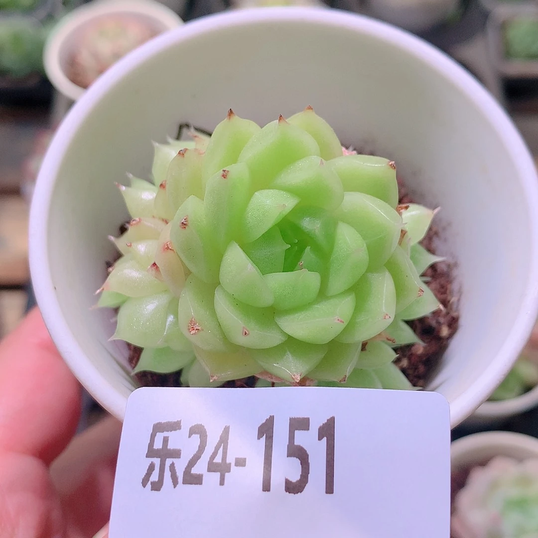 乐然24-151 麦秆群