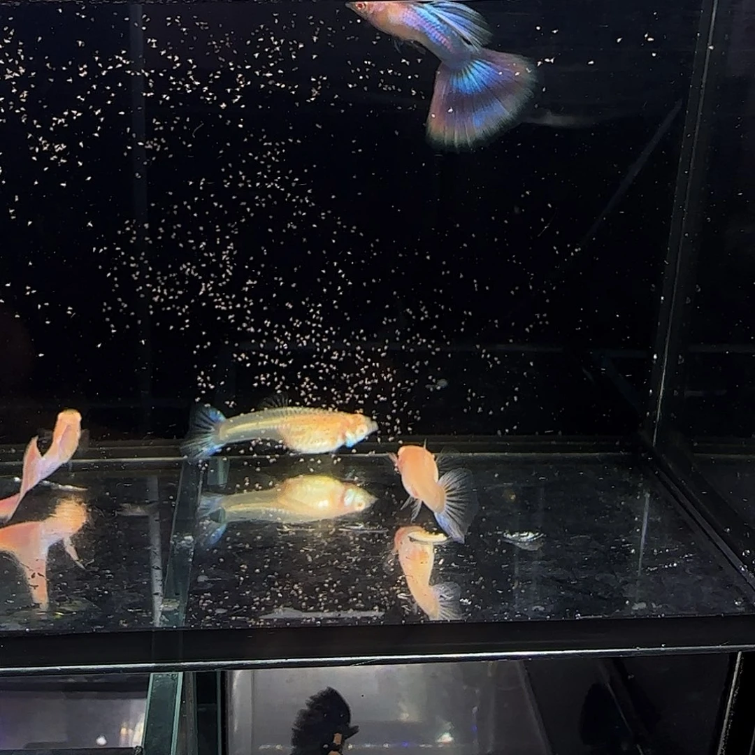 孔雀鱼天使彩虹两对