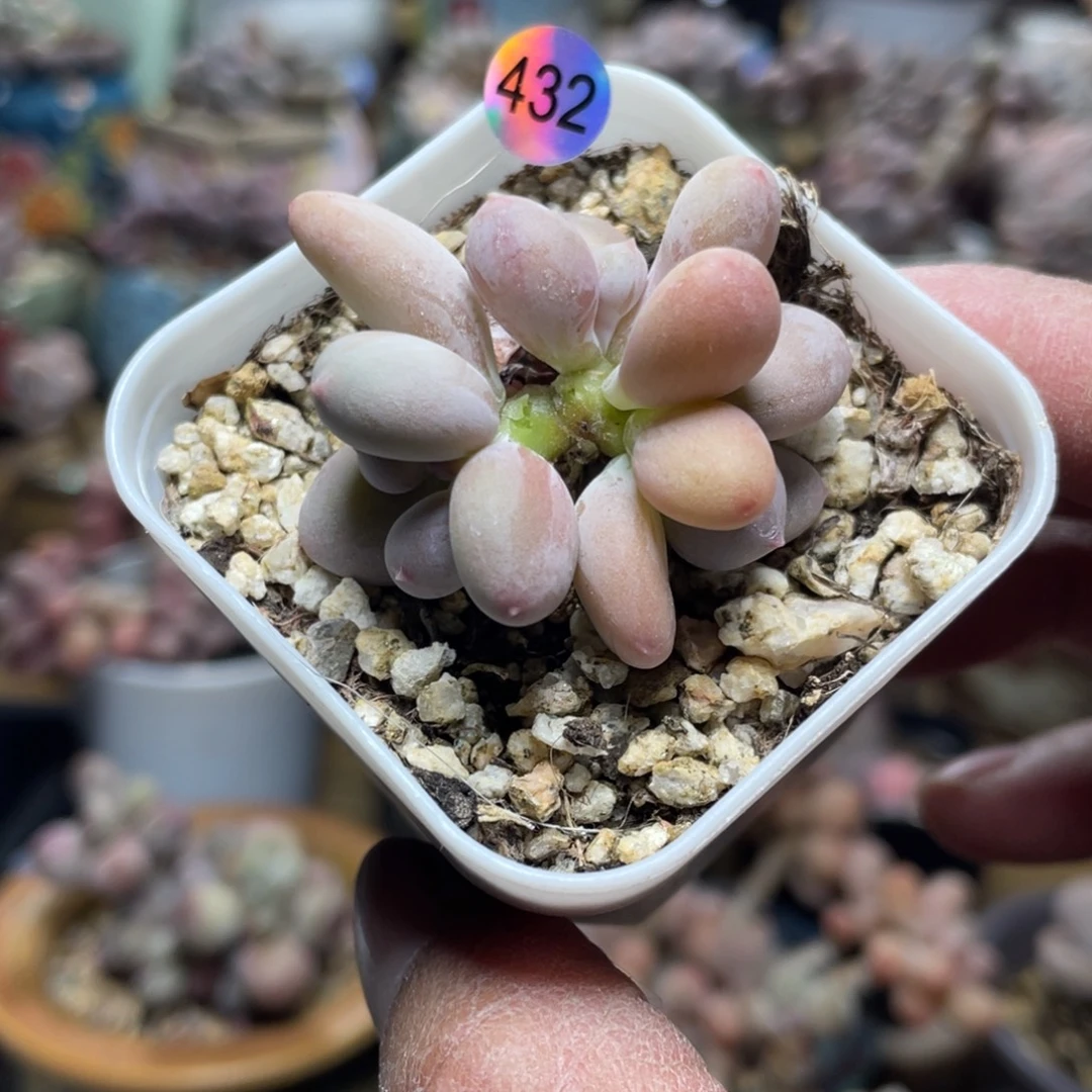 二代西瓜奶酪多肉植物