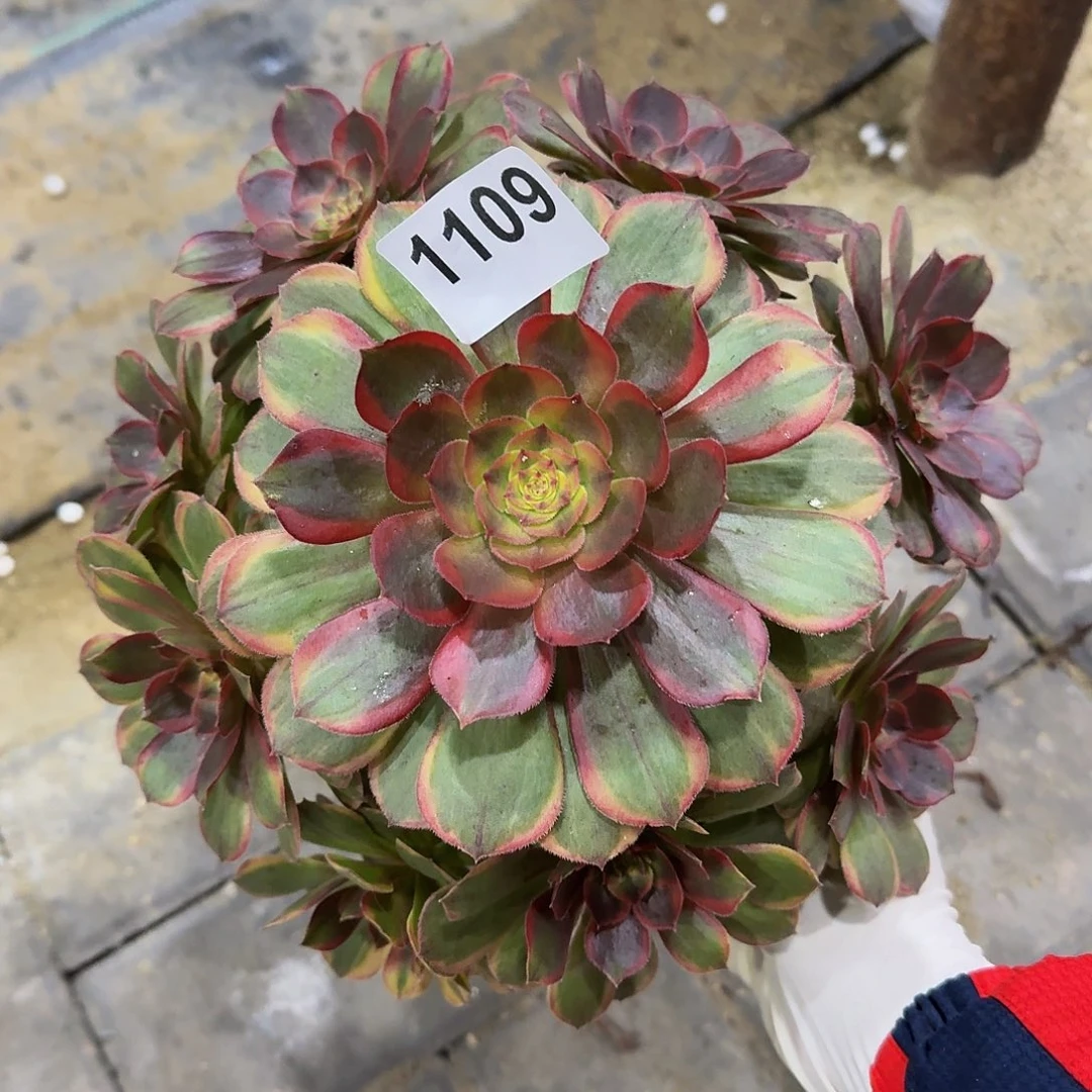 全部花朵1109火狐333冠服22.3