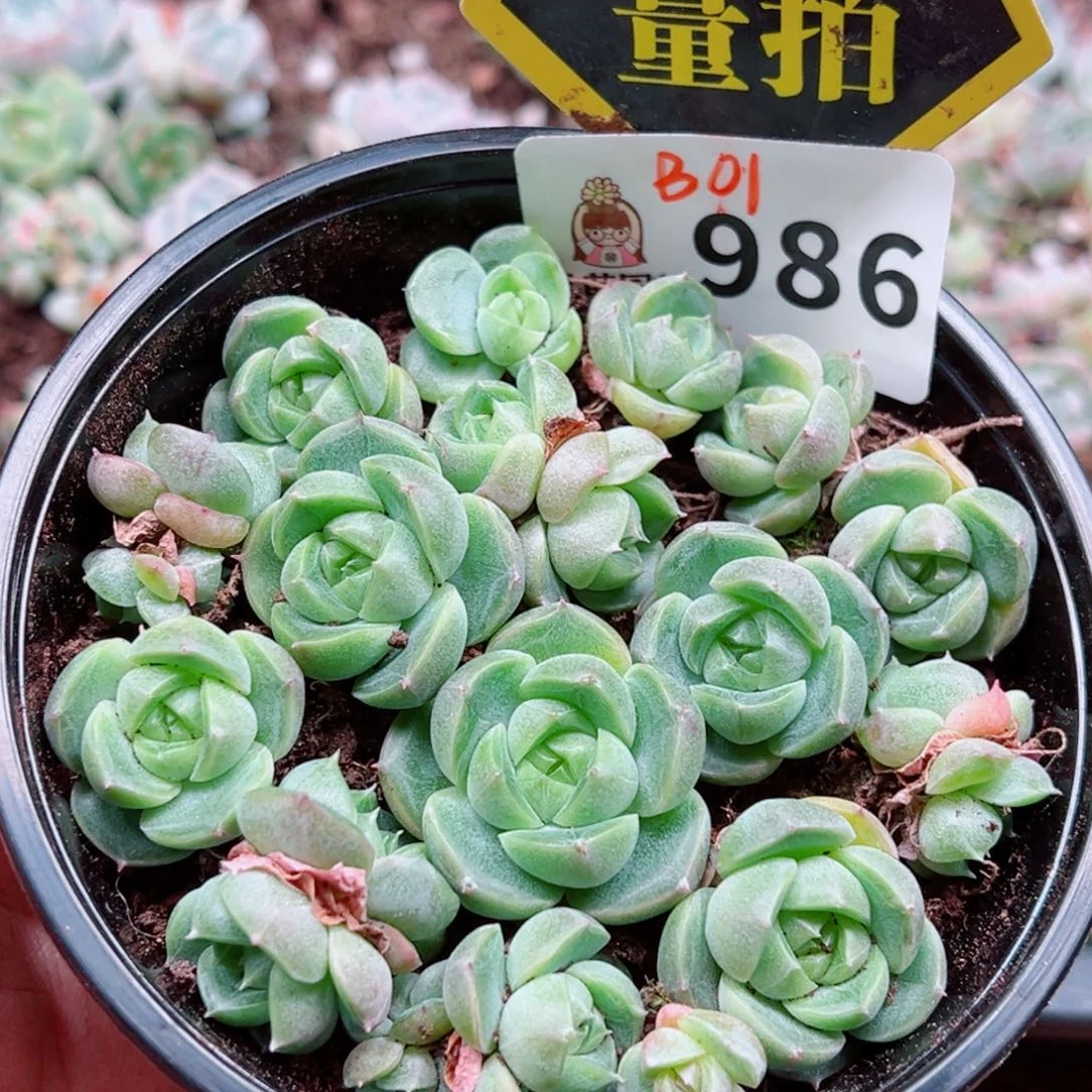 当前无花朵，栽培后可花朵