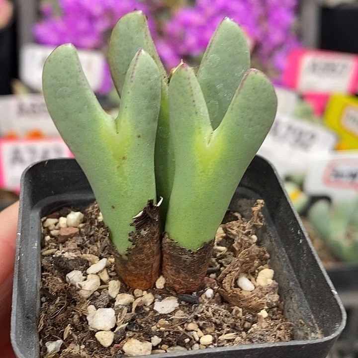 密密麻麻密密麻麻吗948