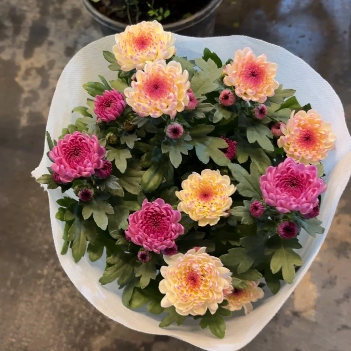 原盆原土｜宝莲灯双色（浅粉+深粉）