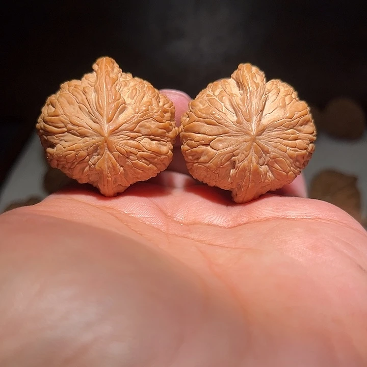 木41全品泥鳅背。     第一漏。