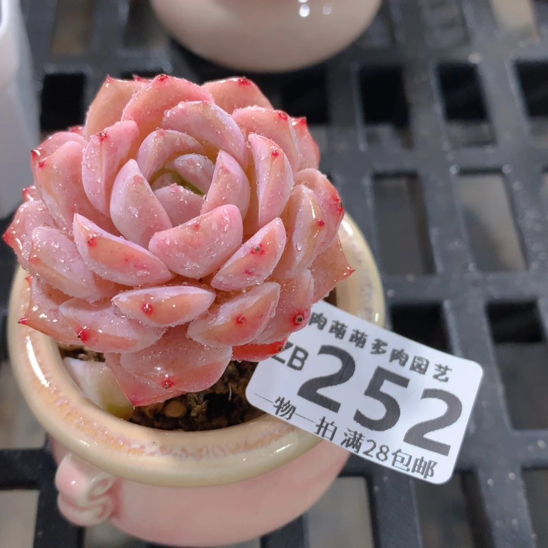 肉萌萌拇指盆精控多肉ZB252