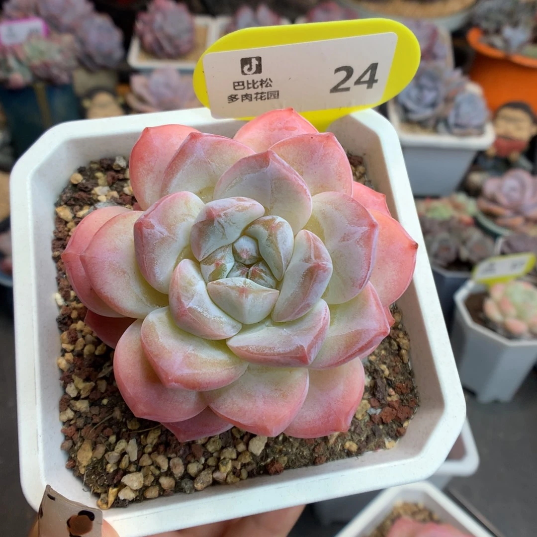 发***橙24糖心B06多肉植物