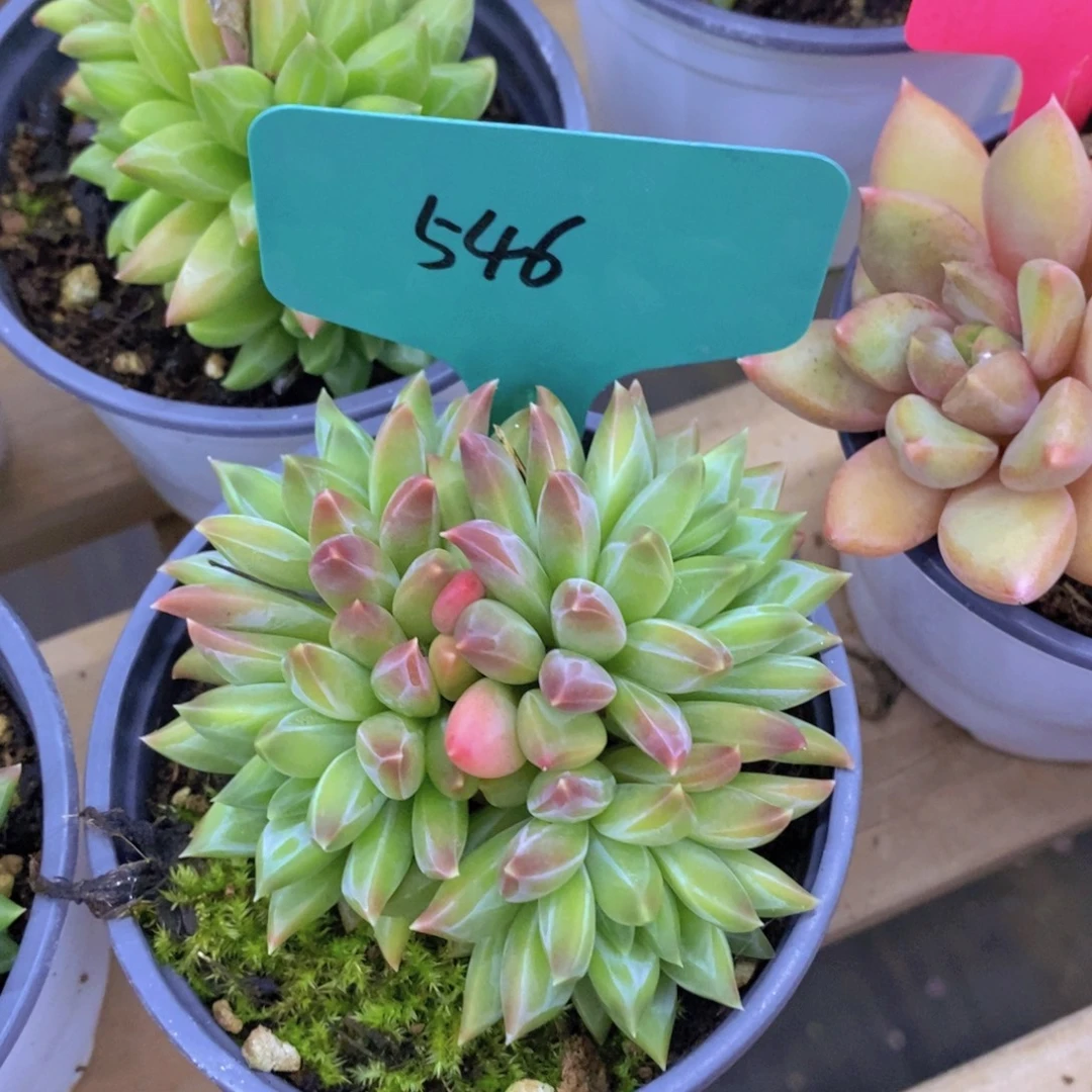 双十一专场开启，一单包邮