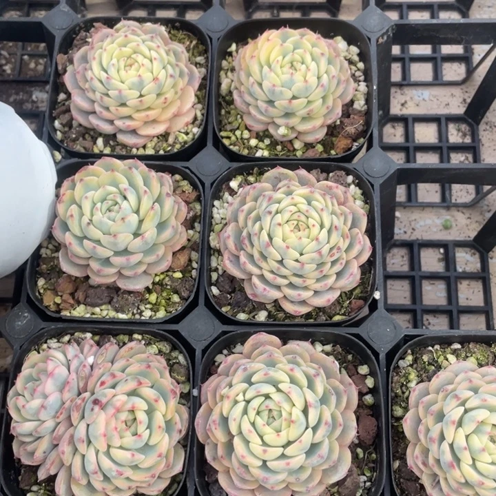 蓝姬莲锦9.9一盆8888888