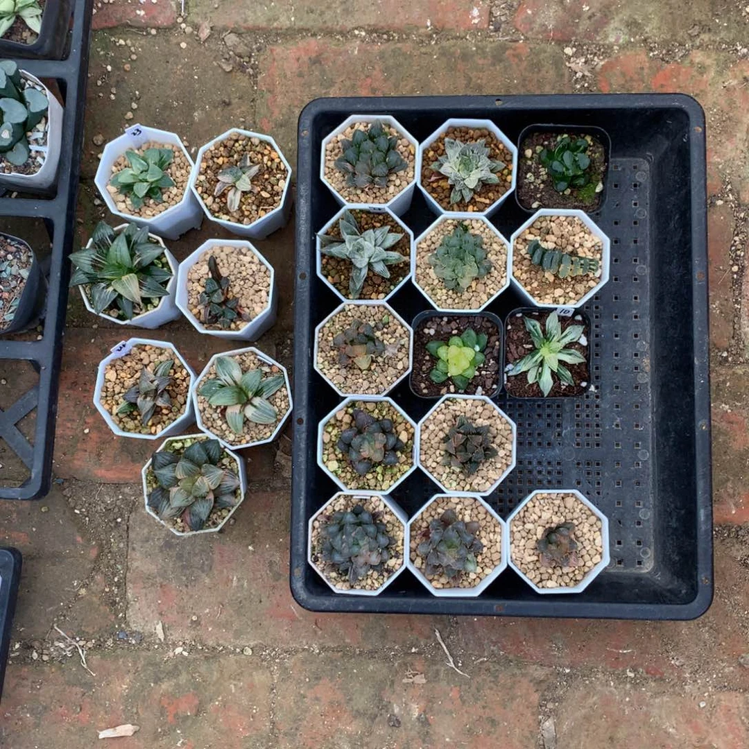 白***雾直播拍，带盆土发货