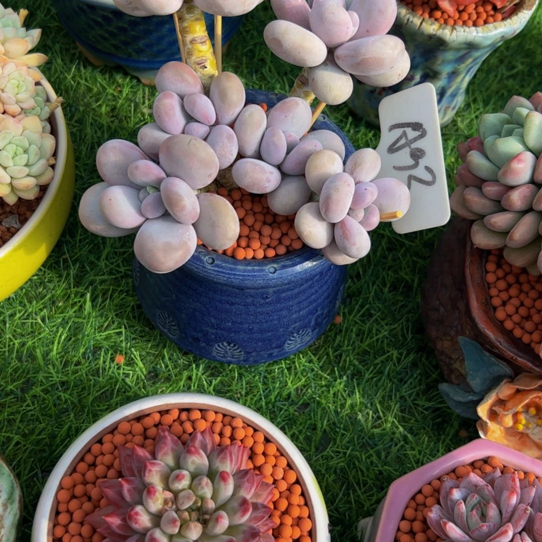 宁***鱼原始奶酪多肉植物