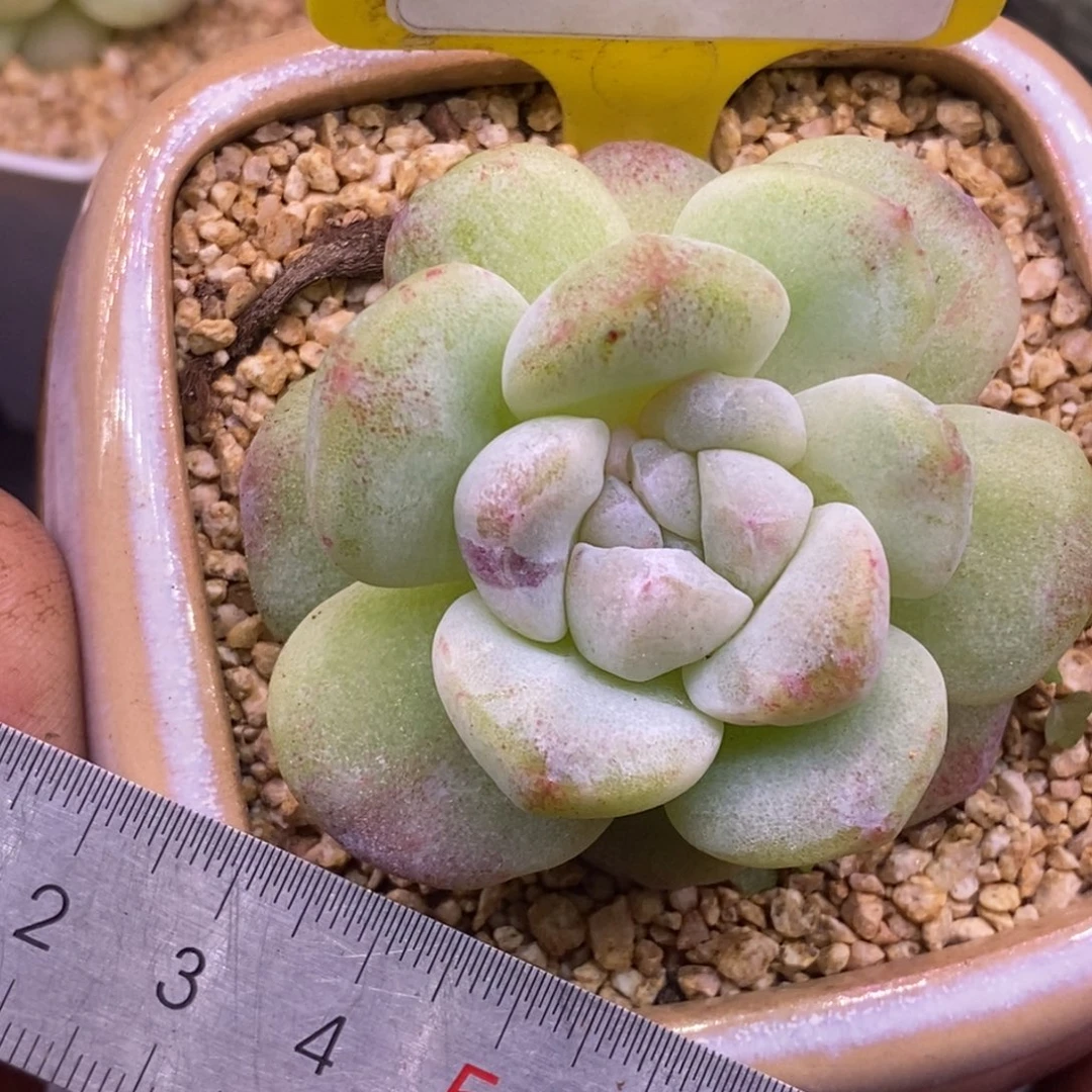 271冰玉石化单头福利……