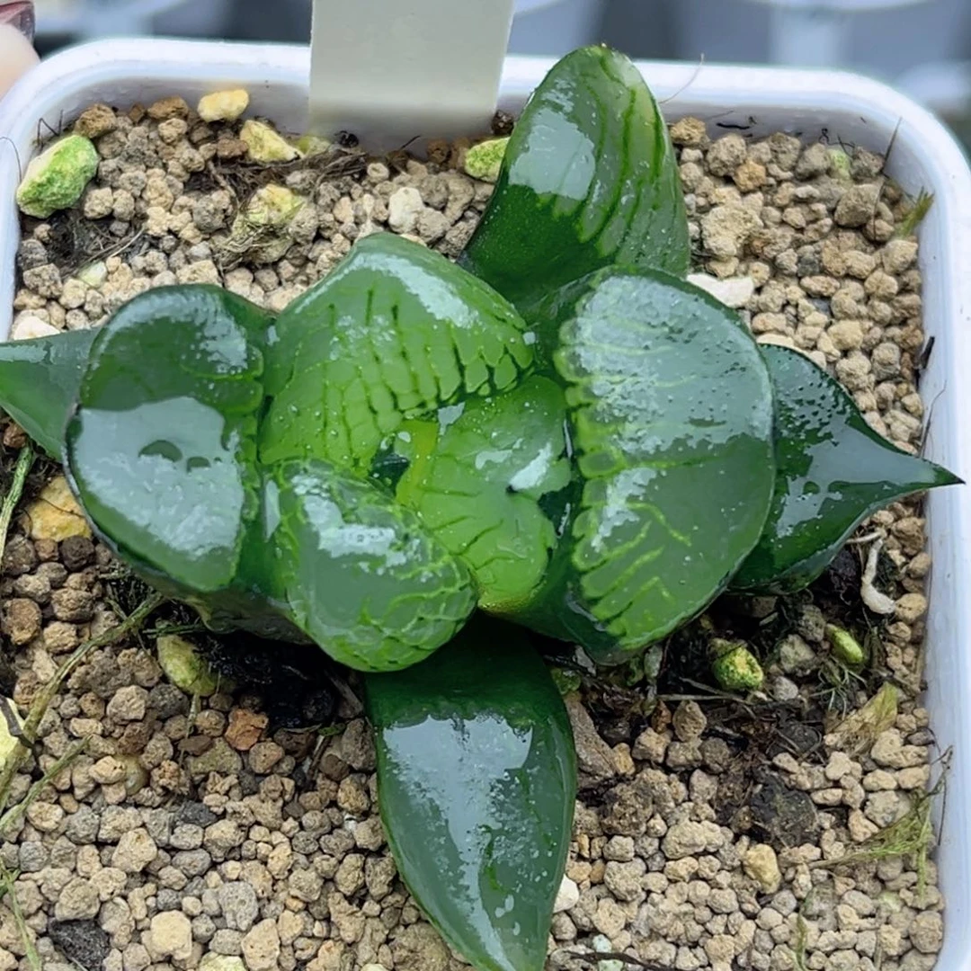 570变异窗裹克福利专场